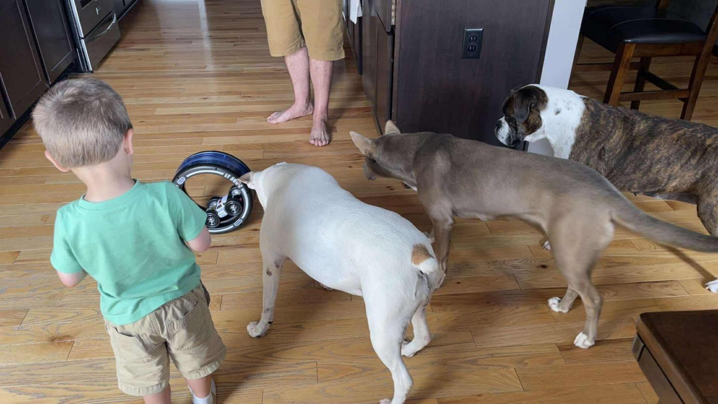 Enlarge Sasha, an adopted mixed breed in Crown Point, IN image 4/6