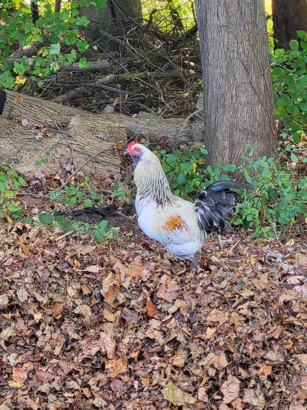 Sherman, Adoptable, Adult Male Chicken.