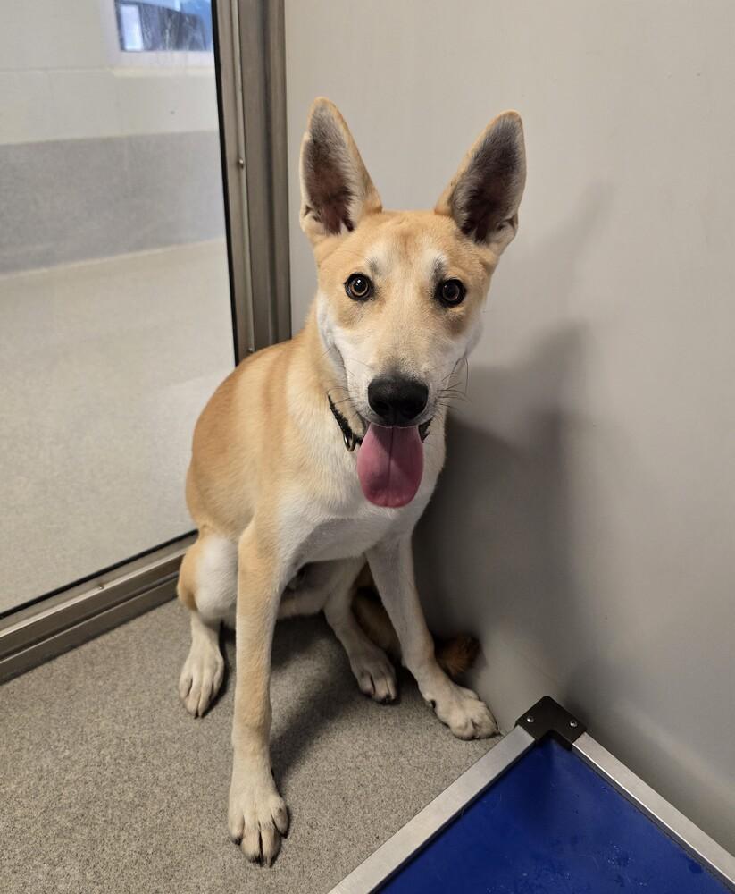 Shock, Adoptable, Puppy Male German Shepherd Dog & Husky.