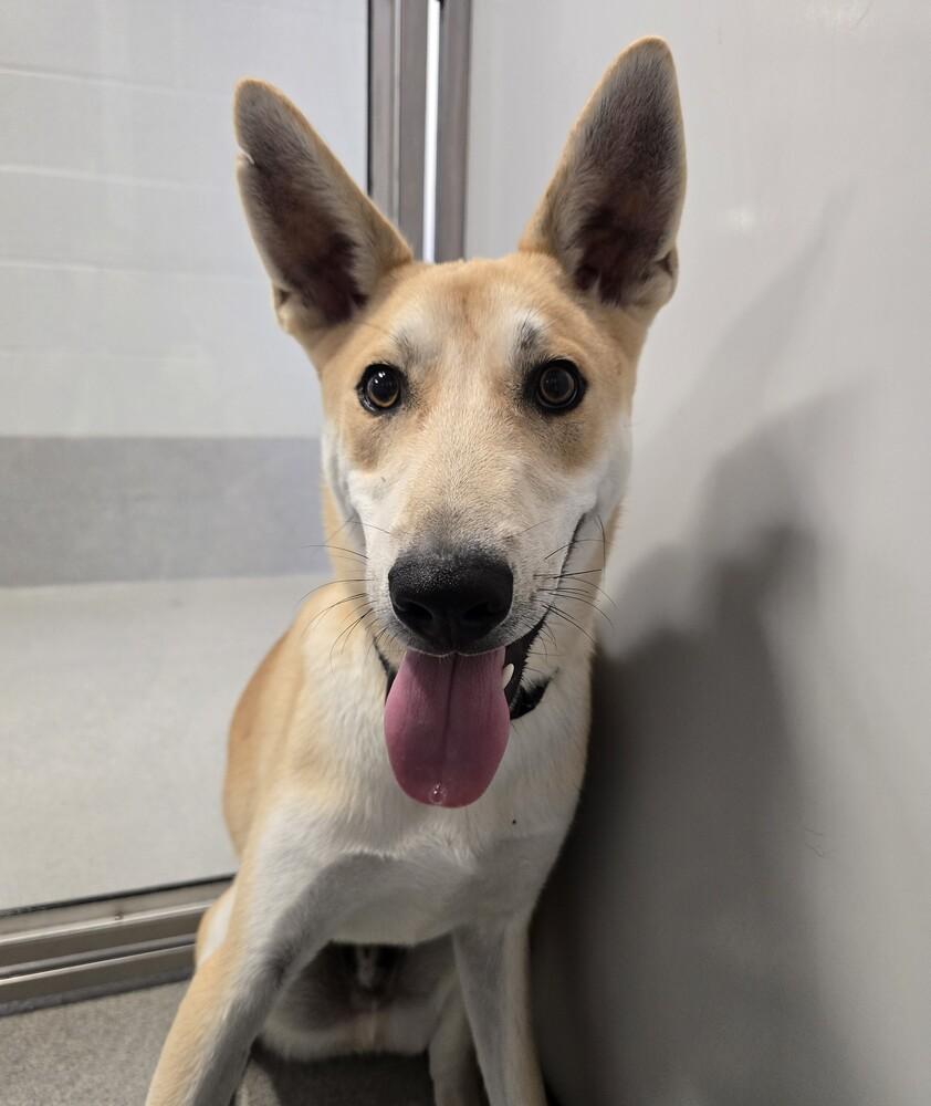 Enlarge Shock, a Adoptable mixed breed in Wellington, KS image 2/5