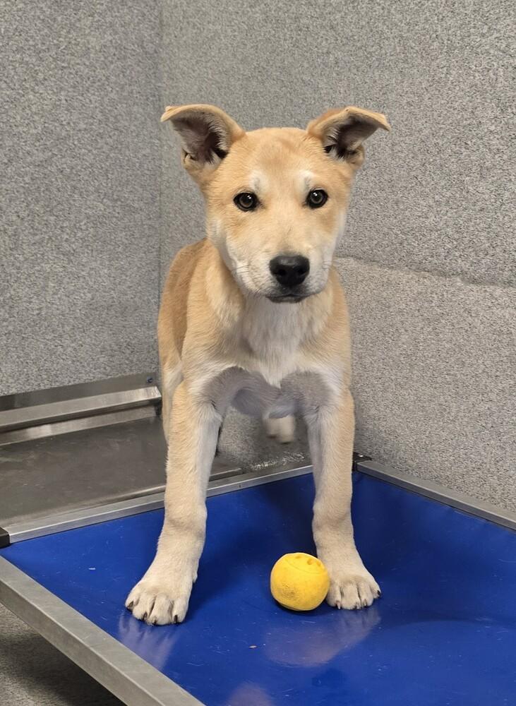 Enlarge Shock, a Adoptable mixed breed in Wellington, KS image 1/5