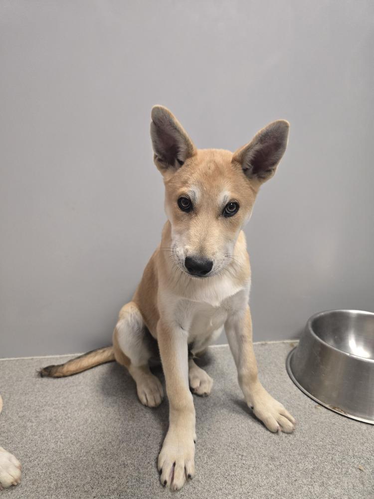 Enlarge Shock, a Adoptable mixed breed in Wellington, KS image 2/5