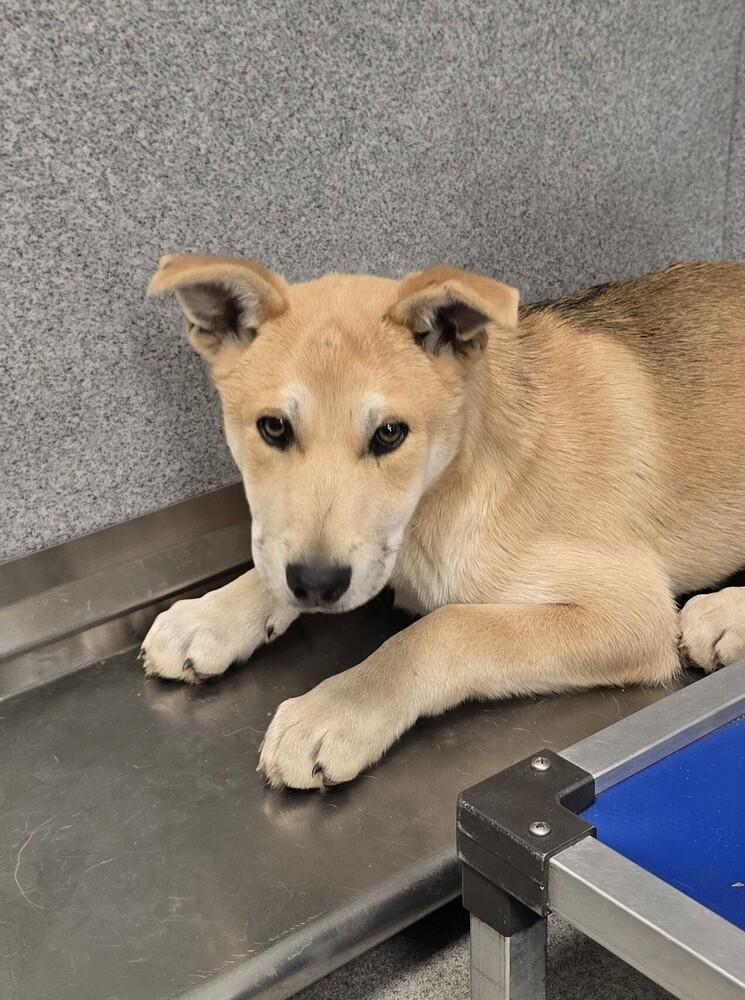 Enlarge Shock, a Adoptable mixed breed in Wellington, KS image 3/5