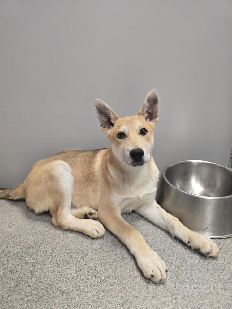 Enlarge Shock, a Adoptable mixed breed in Wellington, KS image 4/5