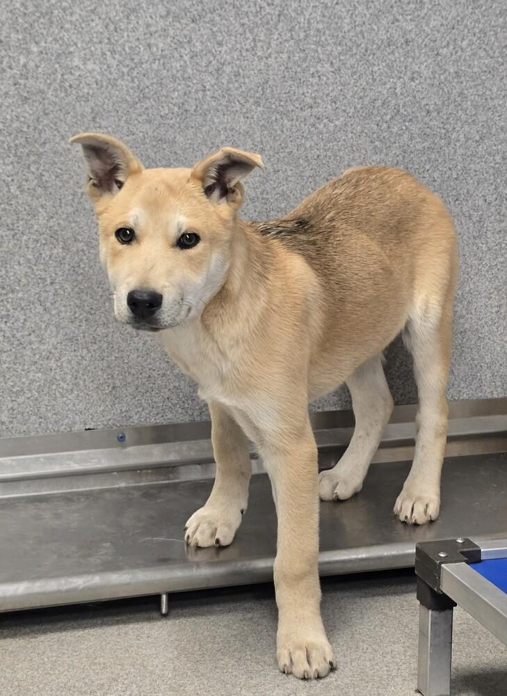 Enlarge Shock, a Adoptable mixed breed in Wellington, KS image 5/5