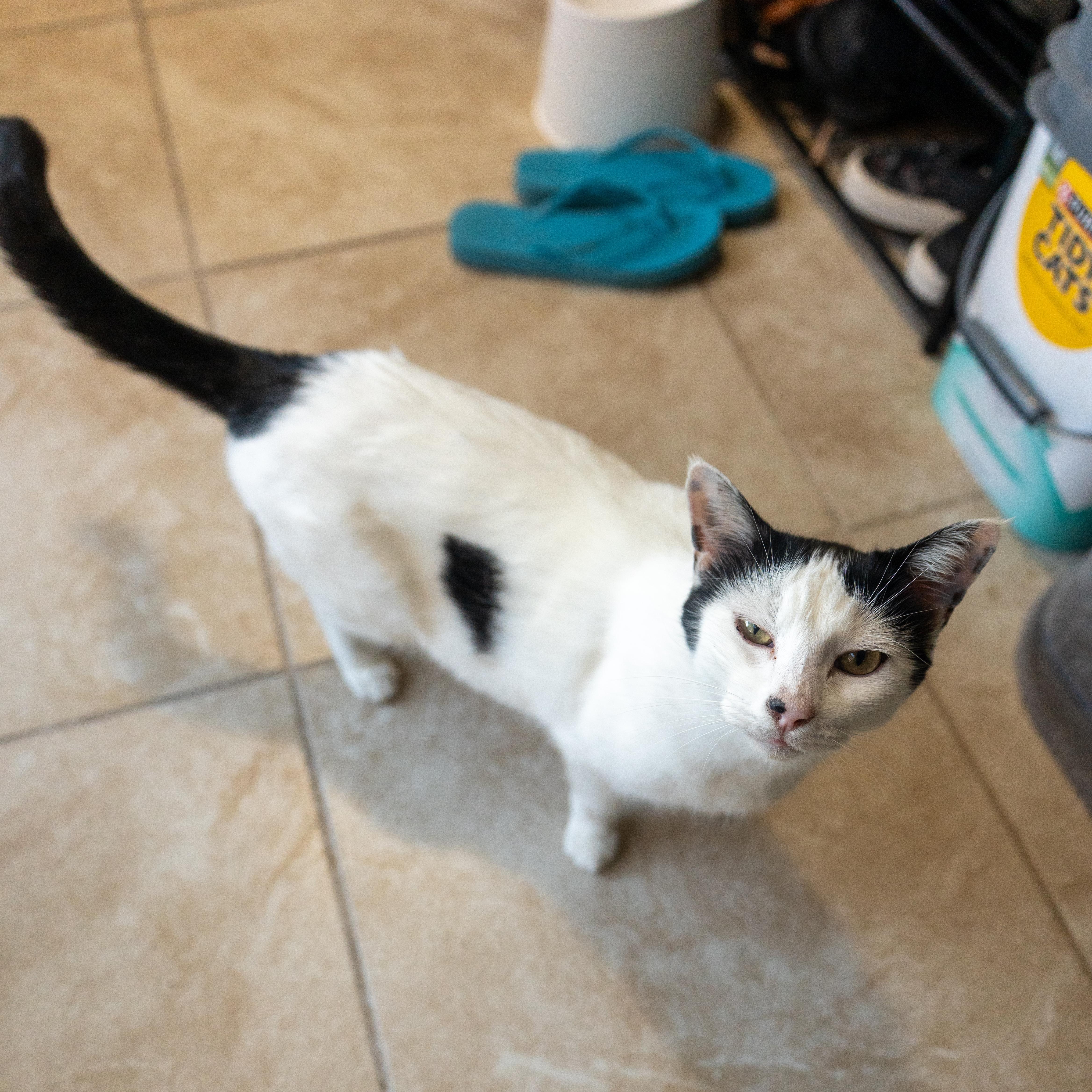 Enlarge Momma Cow, a Adoptable mixed breed in Burr Ridge, IL image 4/6