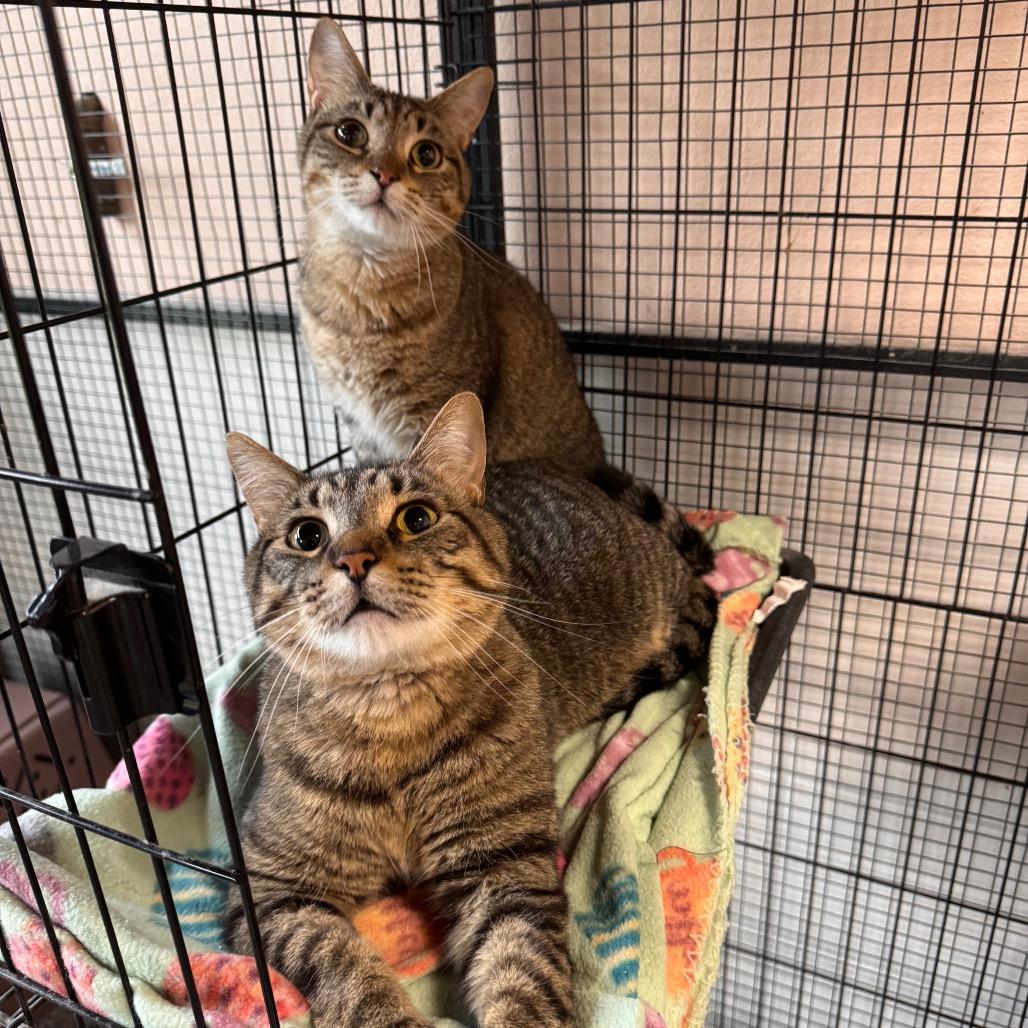 Jay Jay, Adoptable, Adult Female Domestic Short Hair.