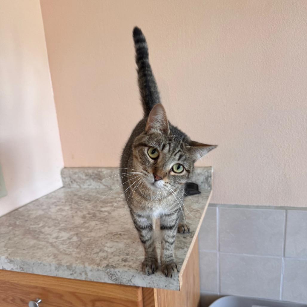Enlarge Jay Jay, a Adoptable Domestic Short Hair in Mondovi, WI image 2/6