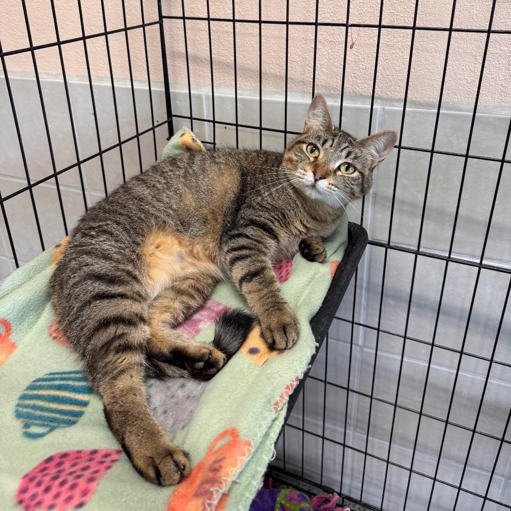 Enlarge Jay Jay, a Adoptable Domestic Short Hair in Mondovi, WI image 3/6