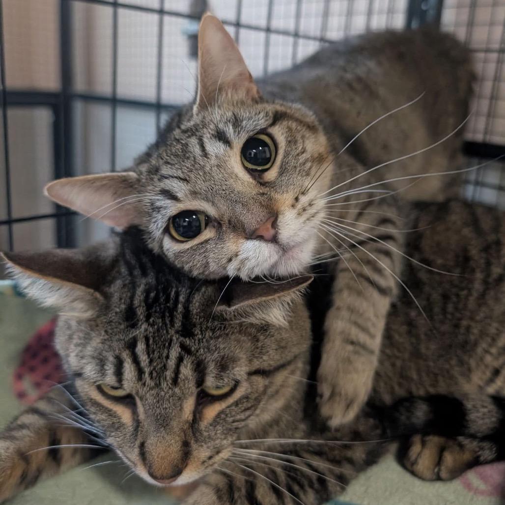 Enlarge Jay Jay, a Adoptable Domestic Short Hair in Mondovi, WI image 4/6
