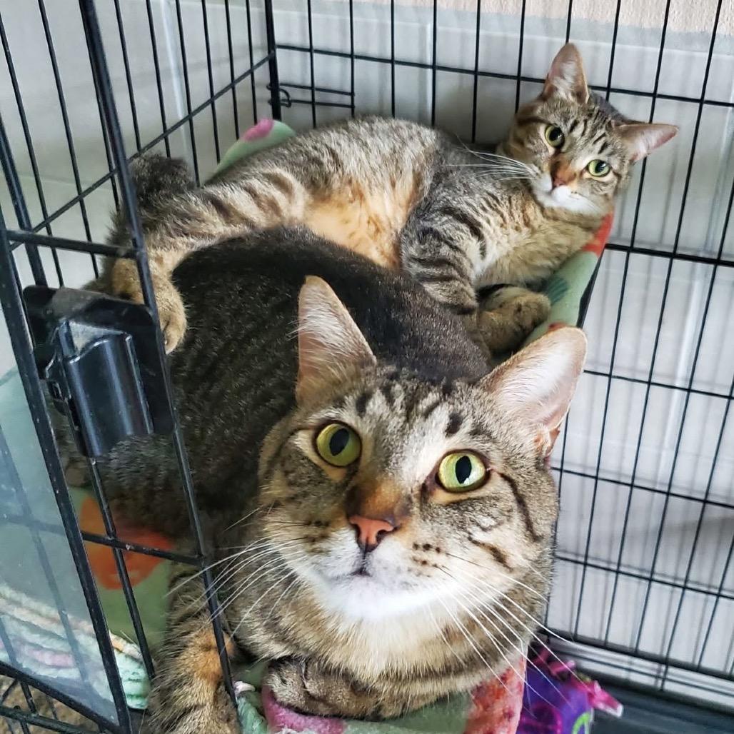 Enlarge Jay Jay, a Adoptable Domestic Short Hair in Mondovi, WI image 5/6