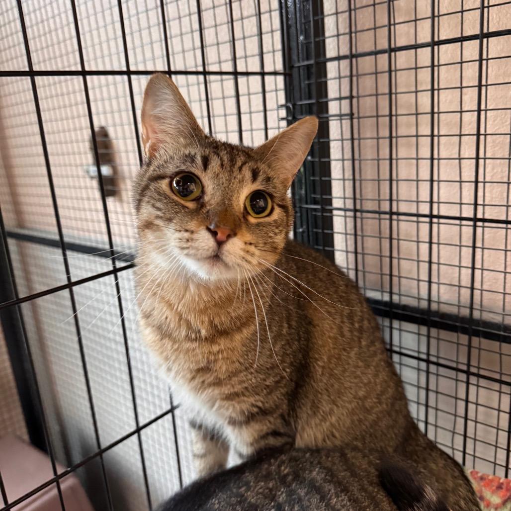 Enlarge Jay Jay, a Adoptable Domestic Short Hair in Mondovi, WI image 6/6