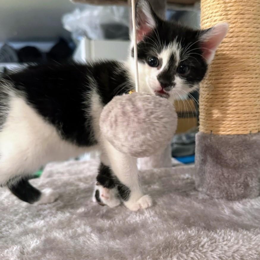 Enlarge Pringle, an adopted American Shorthair in Staten Island, NY image 2/4