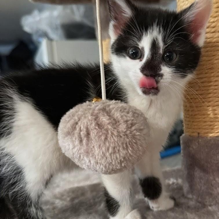 Pringle, adopted, Kitten Female American Shorthair.