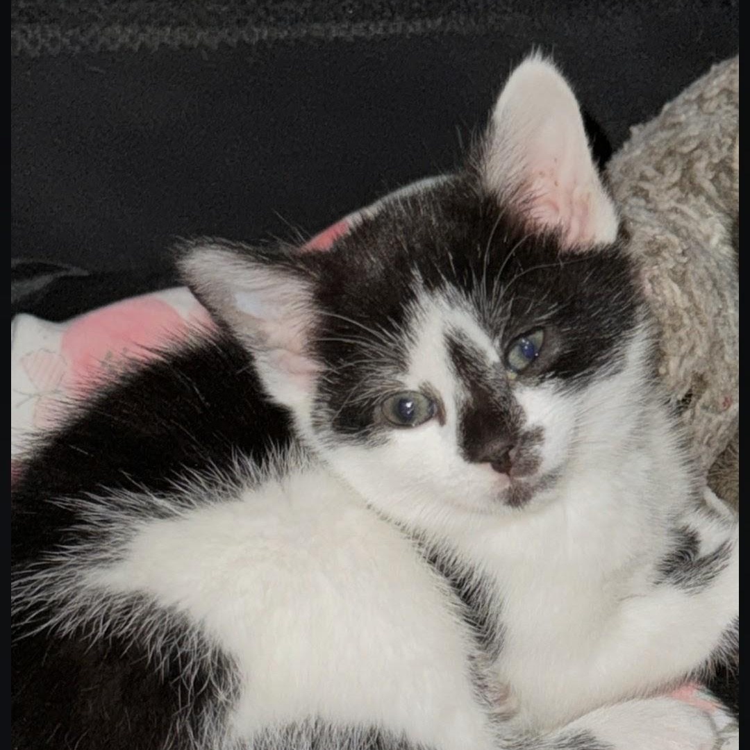 Enlarge Pringle, an adopted American Shorthair in Staten Island, NY image 3/4