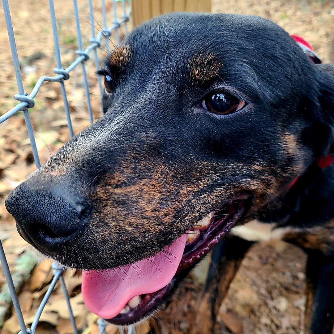 Mazie, Adoptable, Adult Female Black Labrador Retriever & Catahoula Leopard Dog.