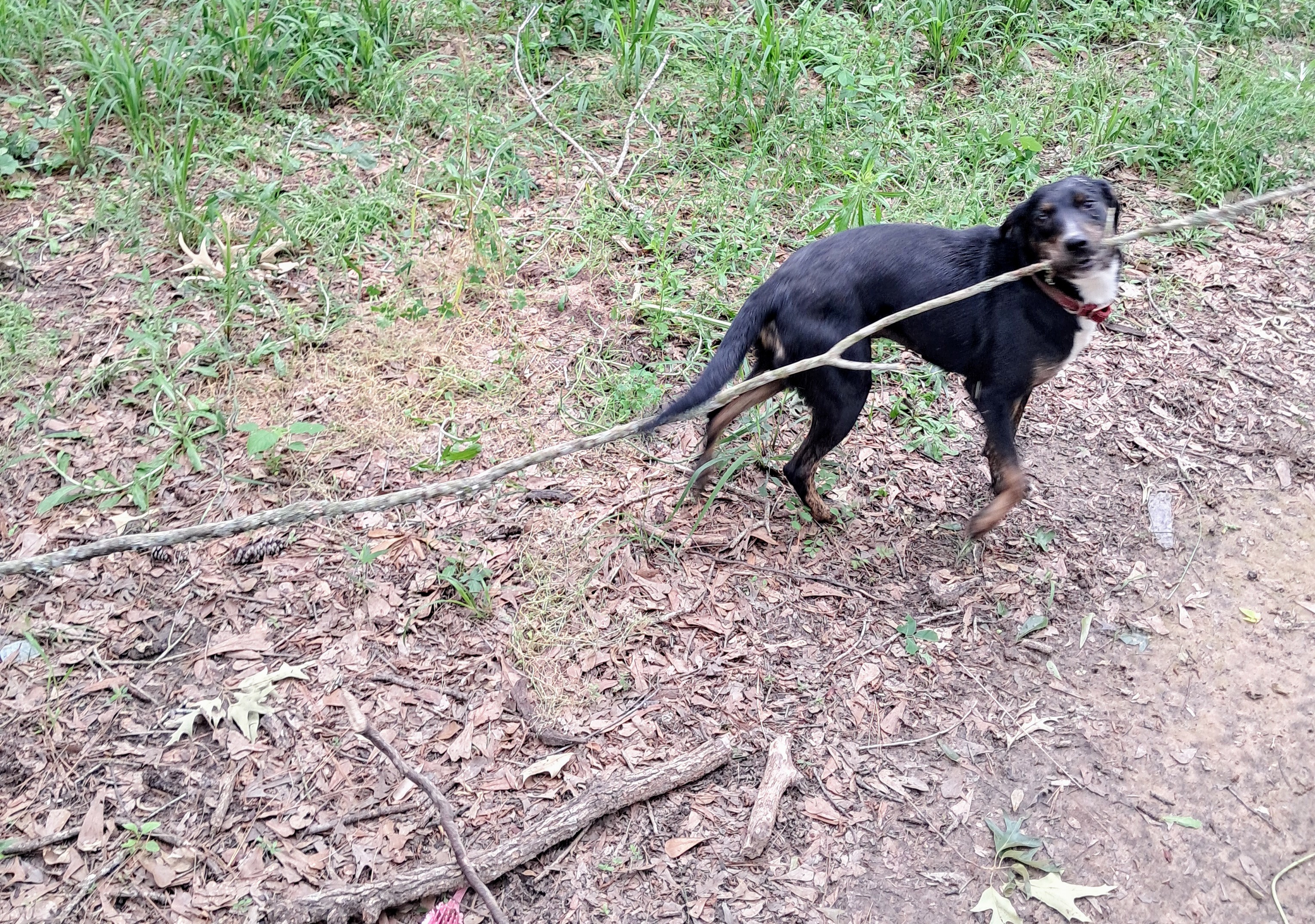Mazie, a Adoptable mixed breed in Magnolia, TX image 5/5