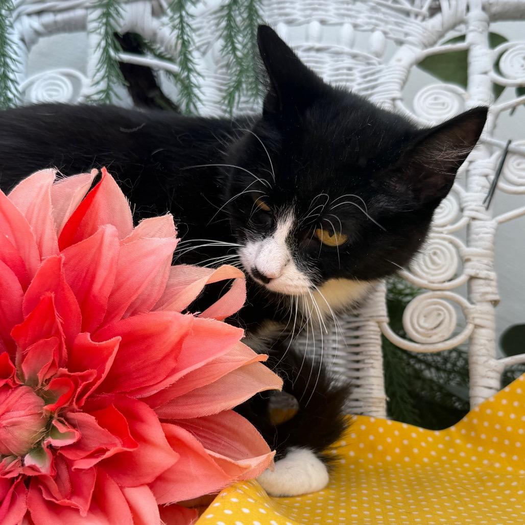 Enlarge Momma Kicker 56136, a Adoptable Domestic Short Hair in Lansing, MI image 1/6