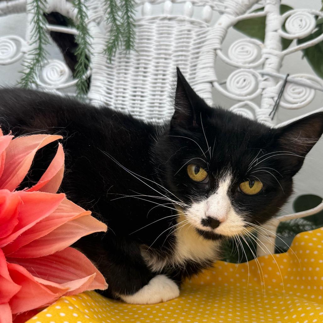 Enlarge Momma Kicker 56136, a Adoptable Domestic Short Hair in Lansing, MI image 2/6
