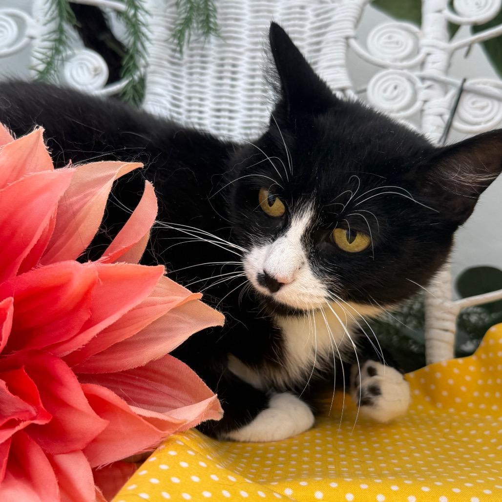 Enlarge Momma Kicker 56136, a Adoptable Domestic Short Hair in Lansing, MI image 3/6