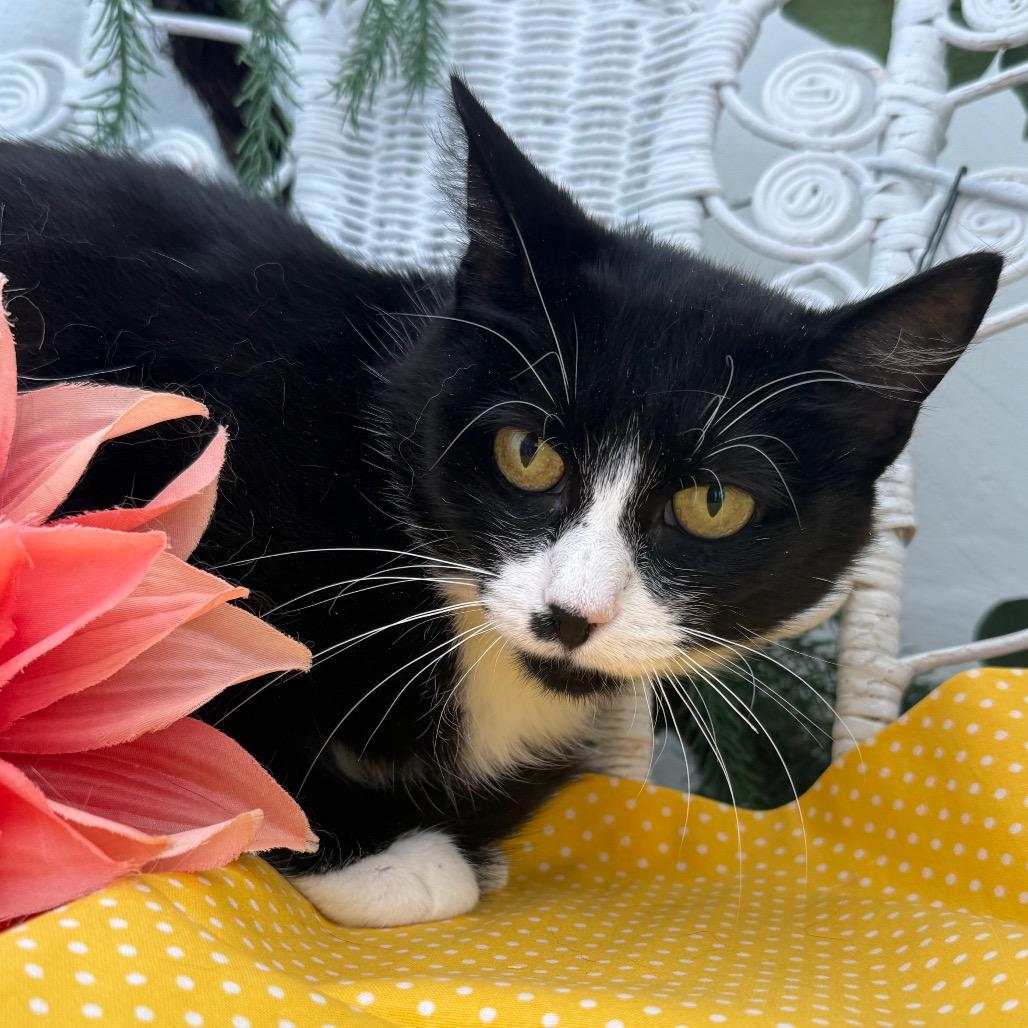 Enlarge Momma Kicker 56136, a Adoptable Domestic Short Hair in Lansing, MI image 4/6