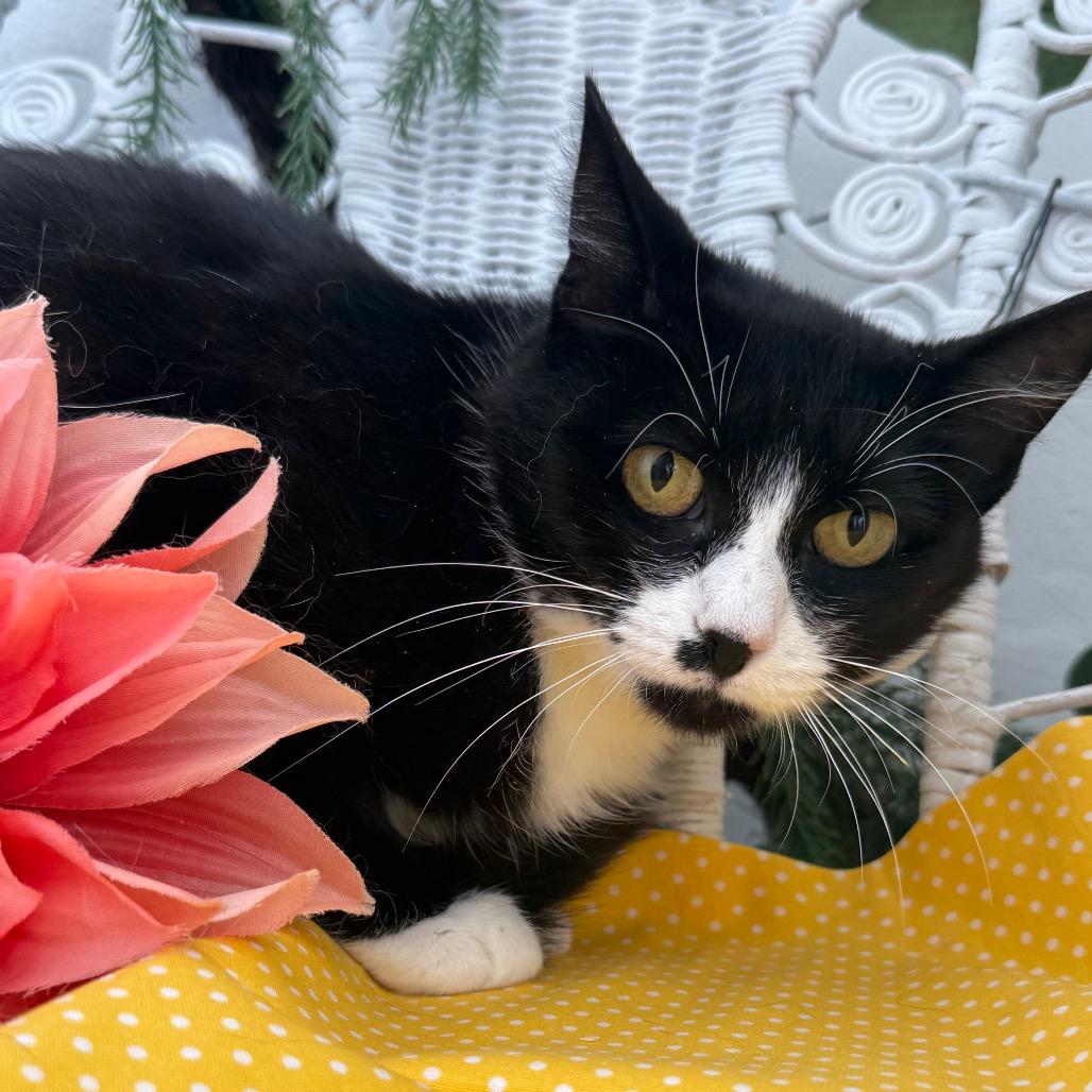 Enlarge Momma Kicker 56136, a Adoptable Domestic Short Hair in Lansing, MI image 5/6