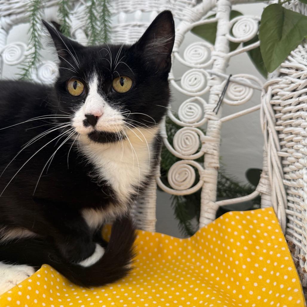 Enlarge Momma Kicker 56136, a Adoptable Domestic Short Hair in Lansing, MI image 6/6