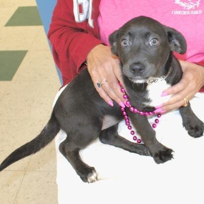 Jessica, Adoptable, Puppy Female Terrier.