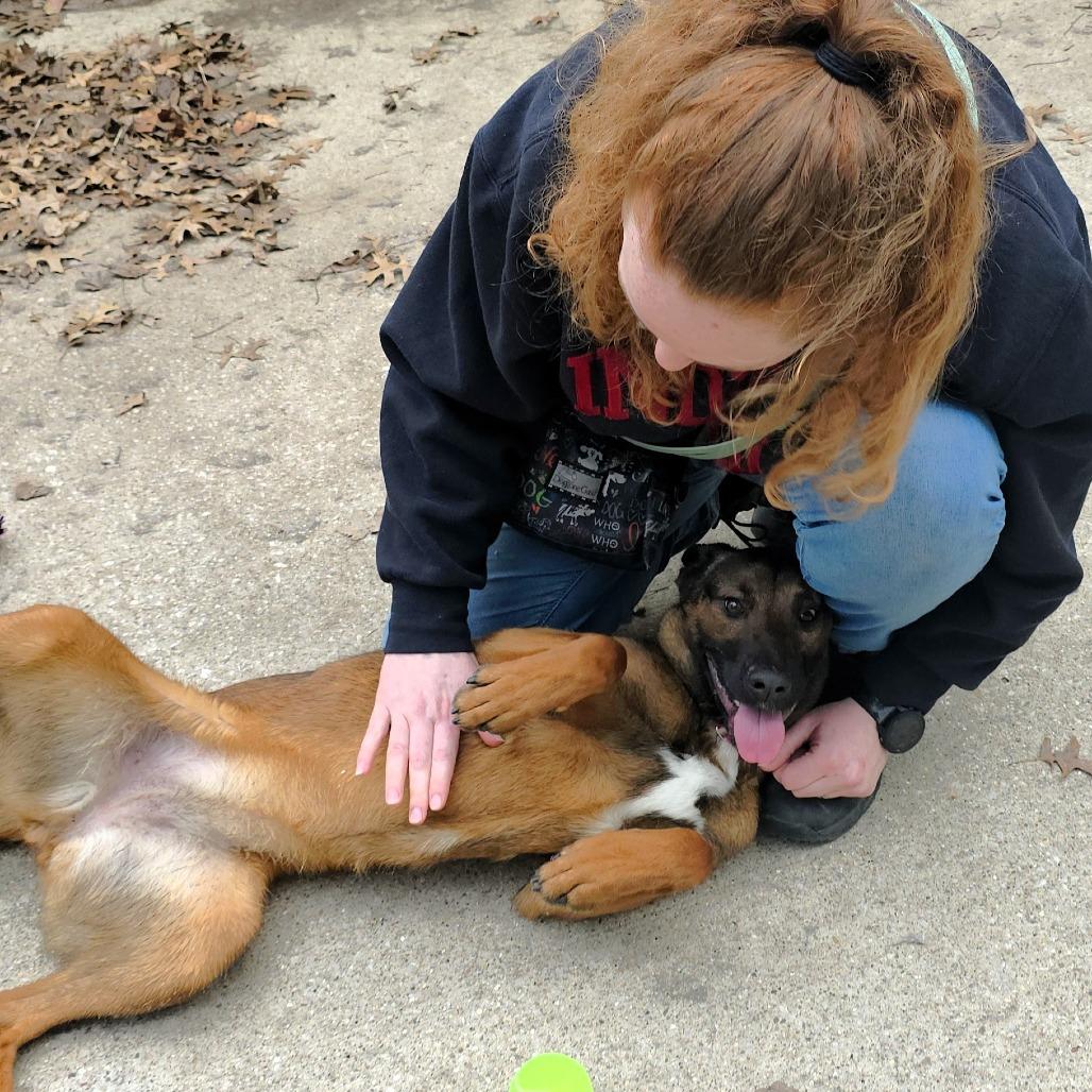 Moxie, a Adoptable mixed breed in Michigan City, IN image 2/6