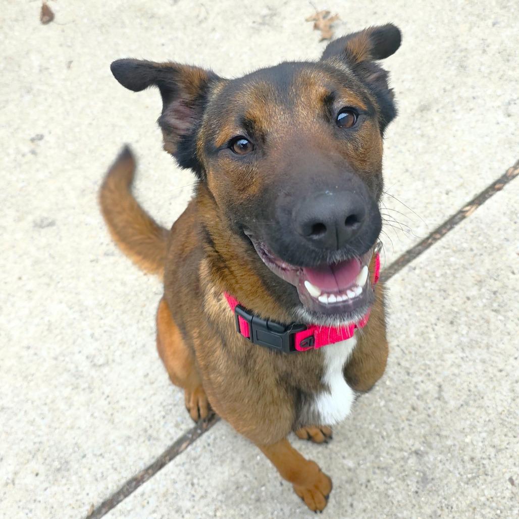 Moxie, a Adoptable mixed breed in Michigan City, IN image 3/6
