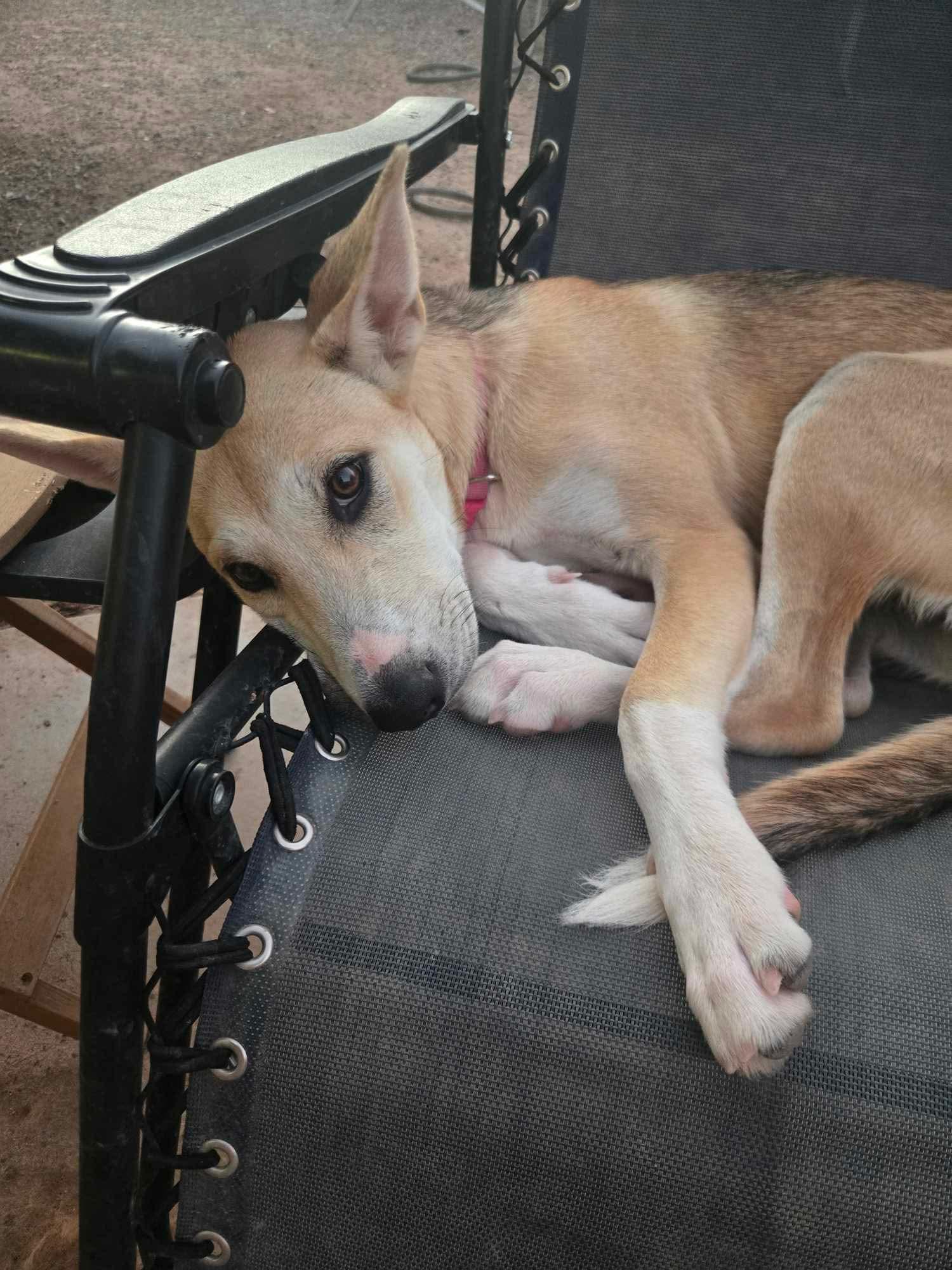 Riley, Adoptable, Puppy Female Shepherd.