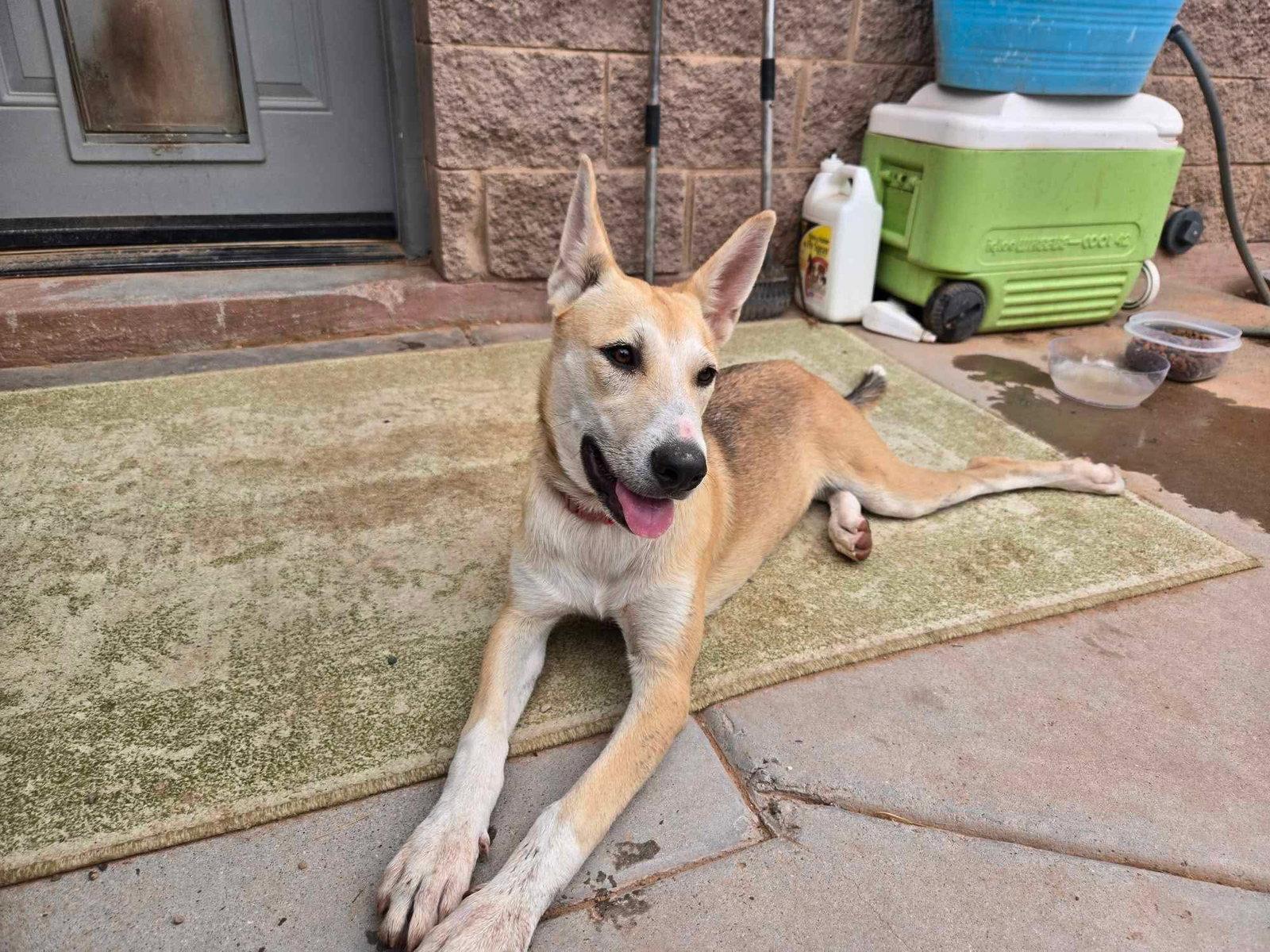 Enlarge Riley, a Adoptable Shepherd in Phoenix, AZ image 2/2