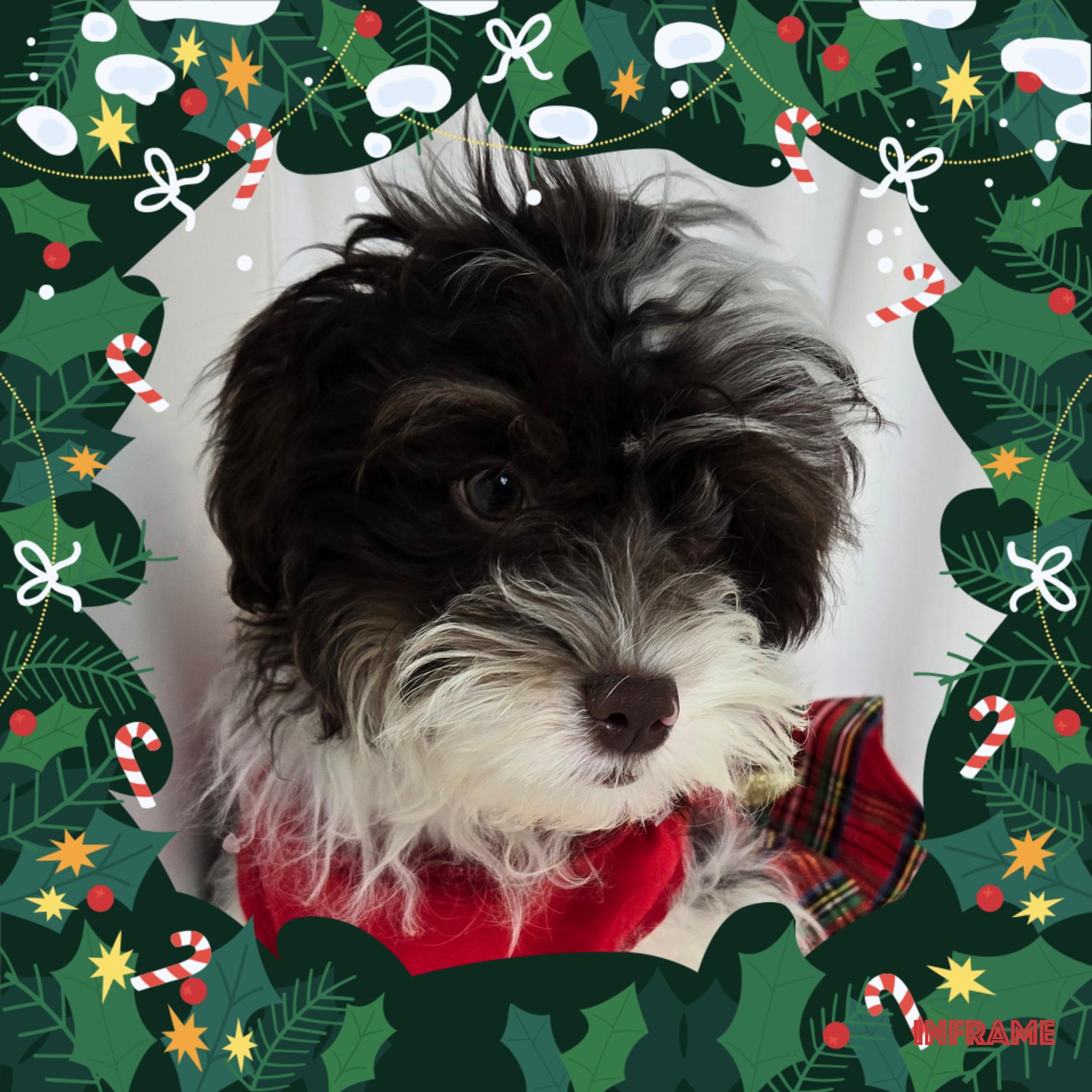 Gracie, an adoptable Cavapoo in Fredericksburg, VA, 22408 | Photo Image 2