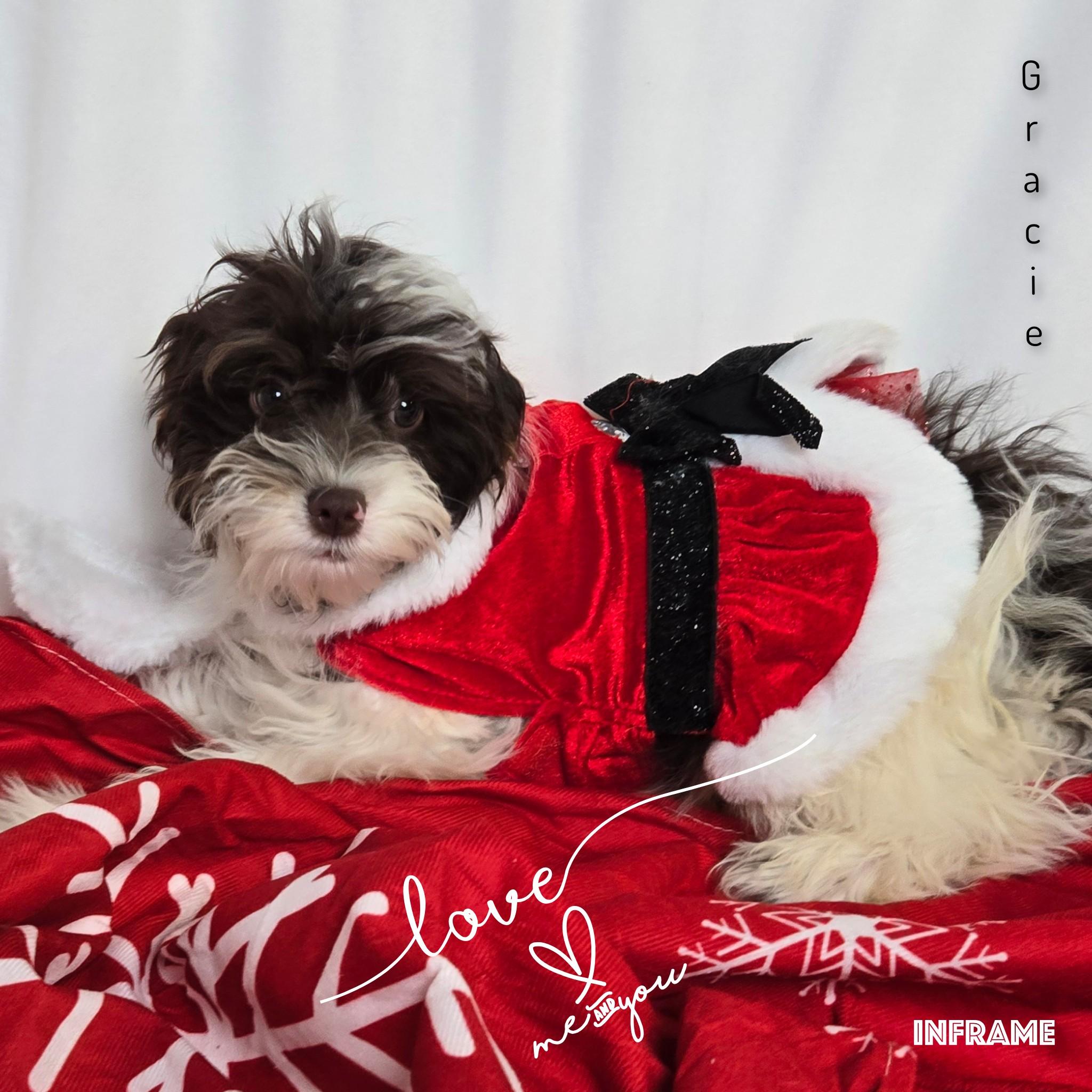 Gracie, an adoptable Cavapoo in Fredericksburg, VA, 22408 | Photo Image 3