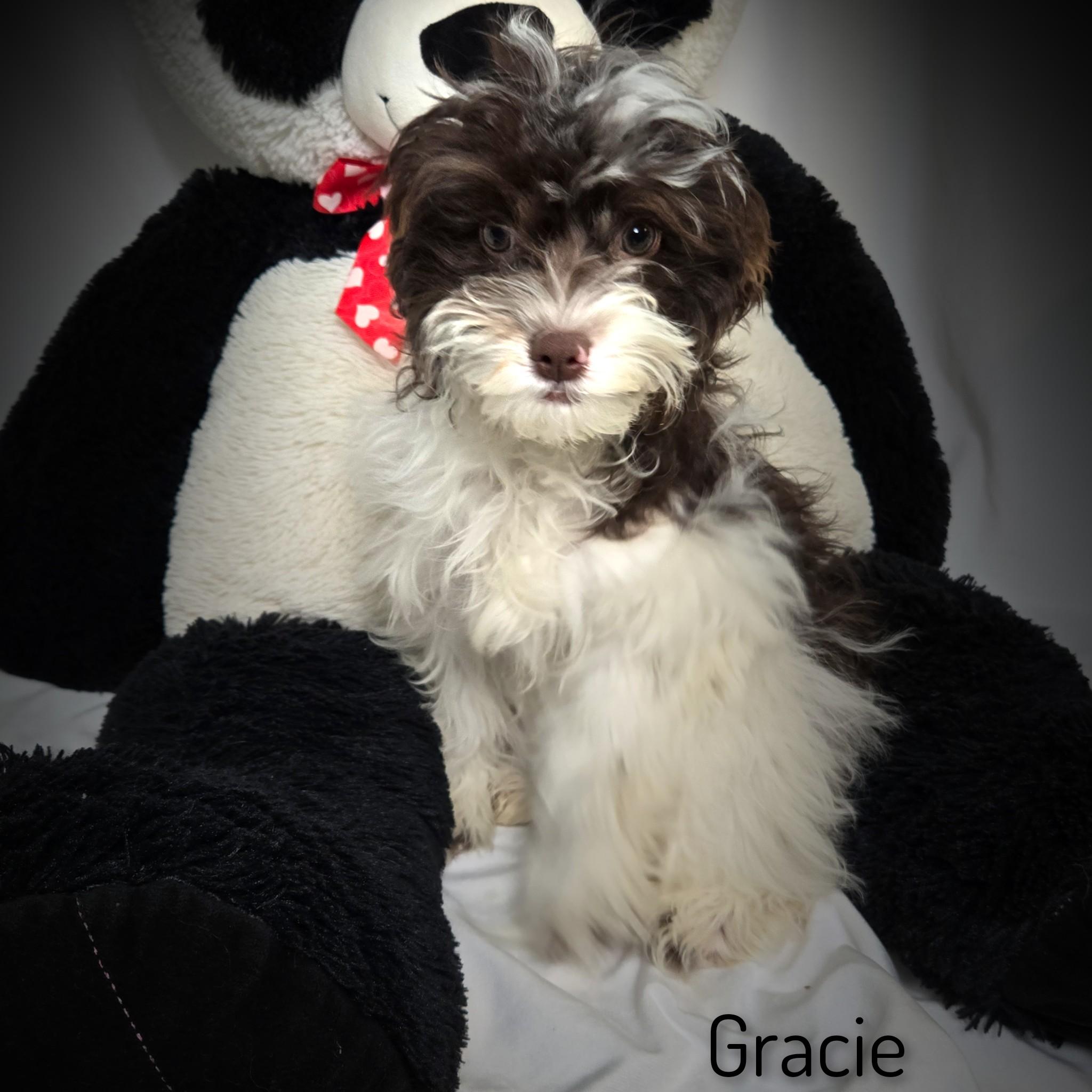 Gracie, an adoptable Cavapoo in Fredericksburg, VA, 22408 | Photo Image 1