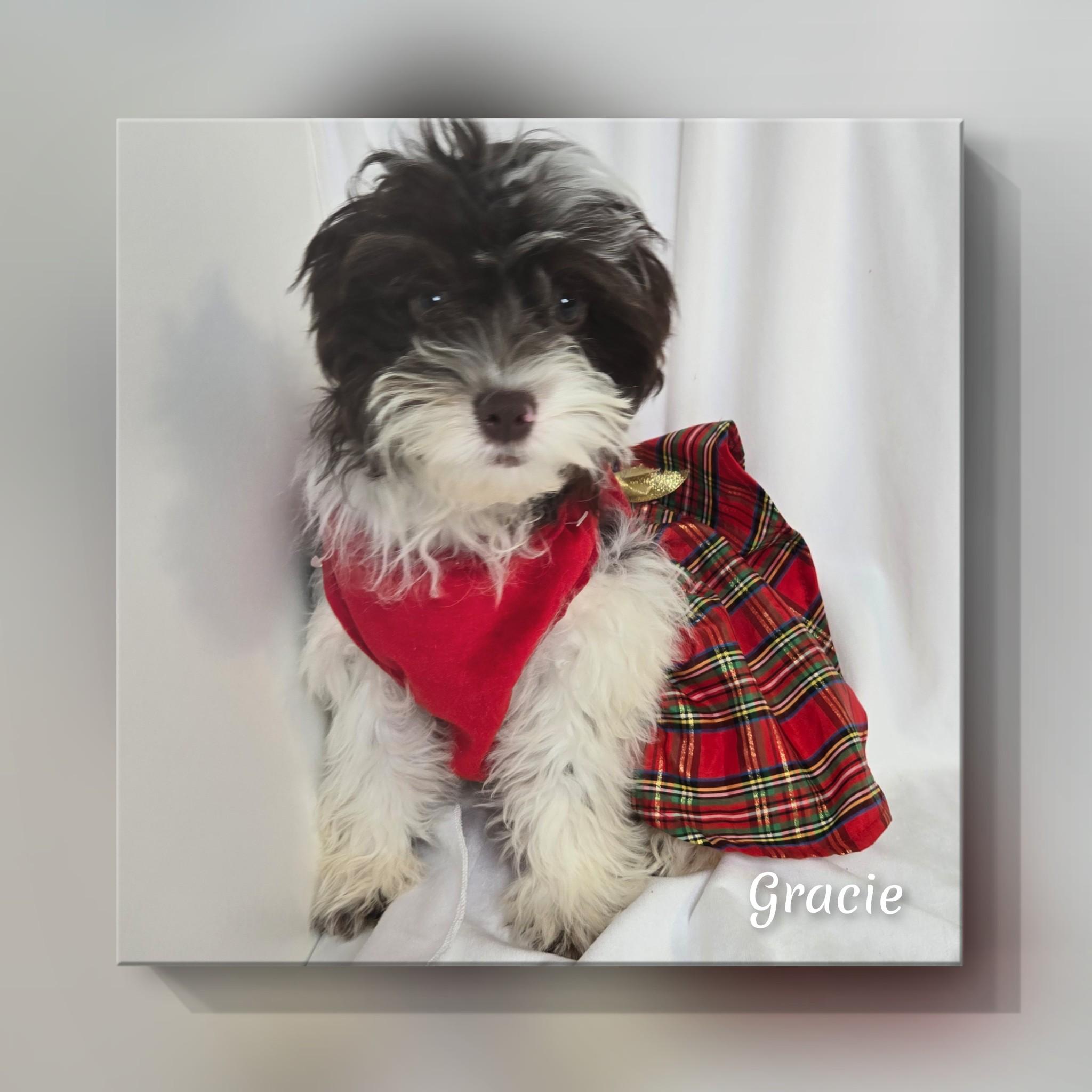 Gracie, an adoptable Cavapoo in Fredericksburg, VA, 22408 | Photo Image 4