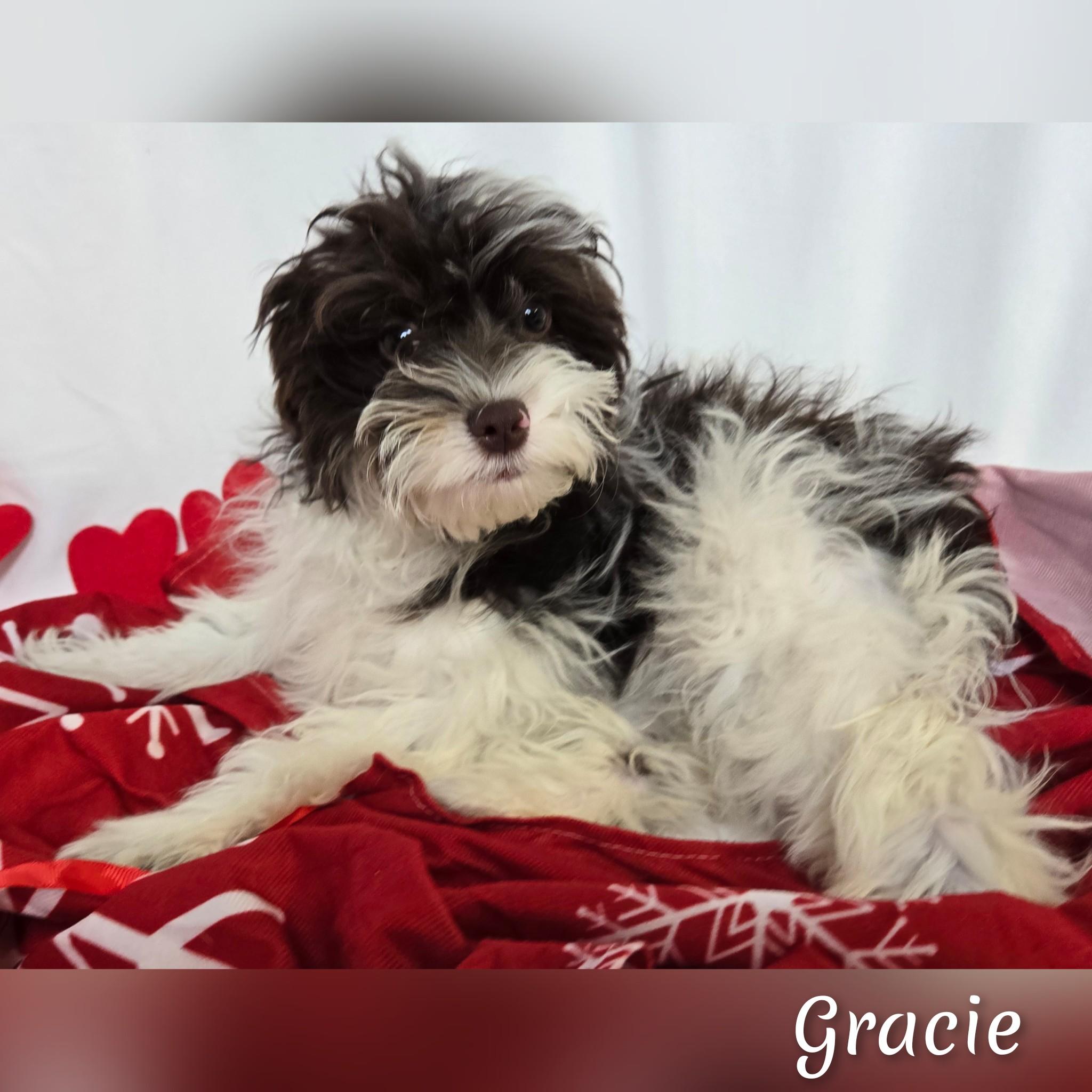 Gracie, an adoptable Cavapoo in Fredericksburg, VA, 22408 | Photo Image 5