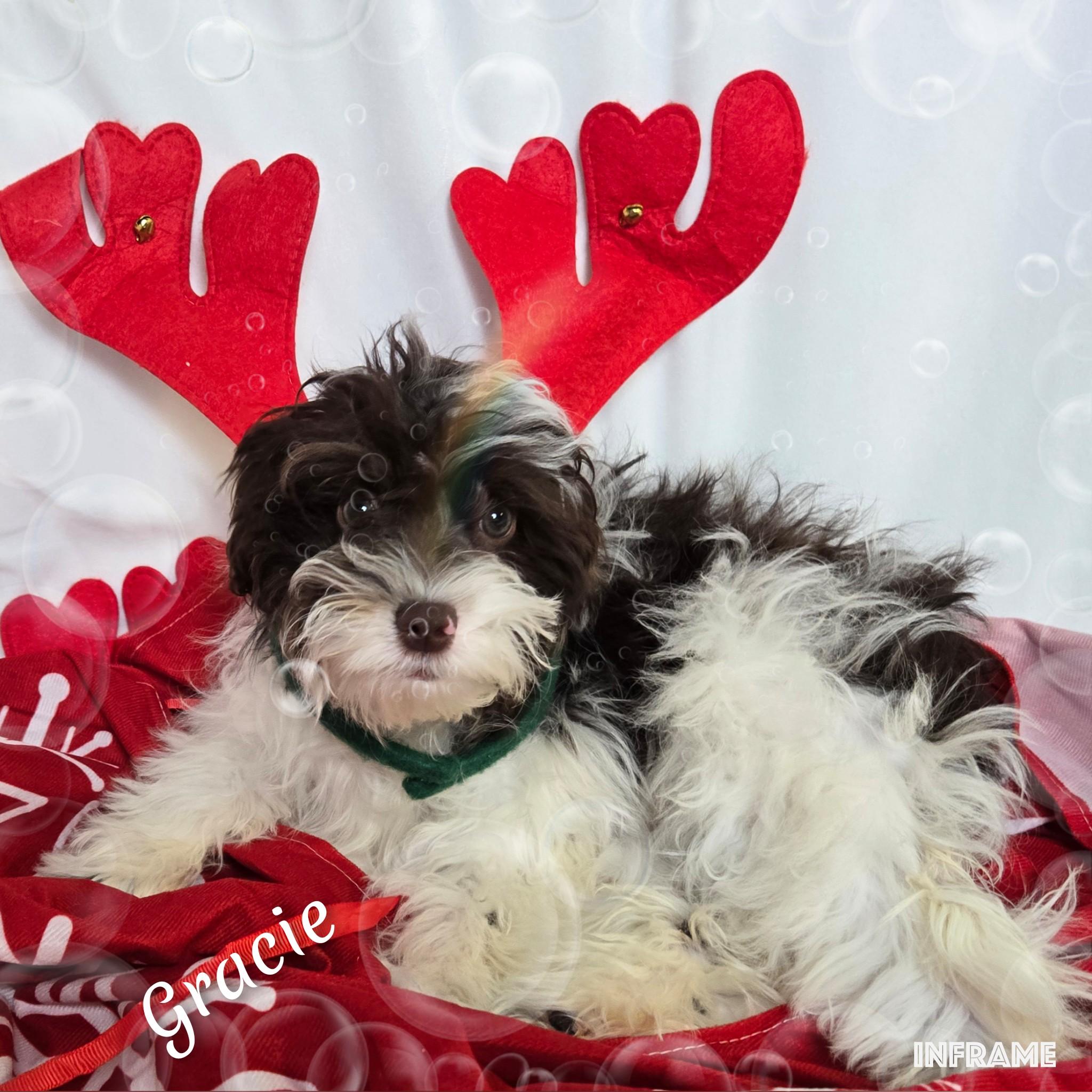 Gracie, an adoptable Cavapoo in Fredericksburg, VA, 22408 | Photo Image 6