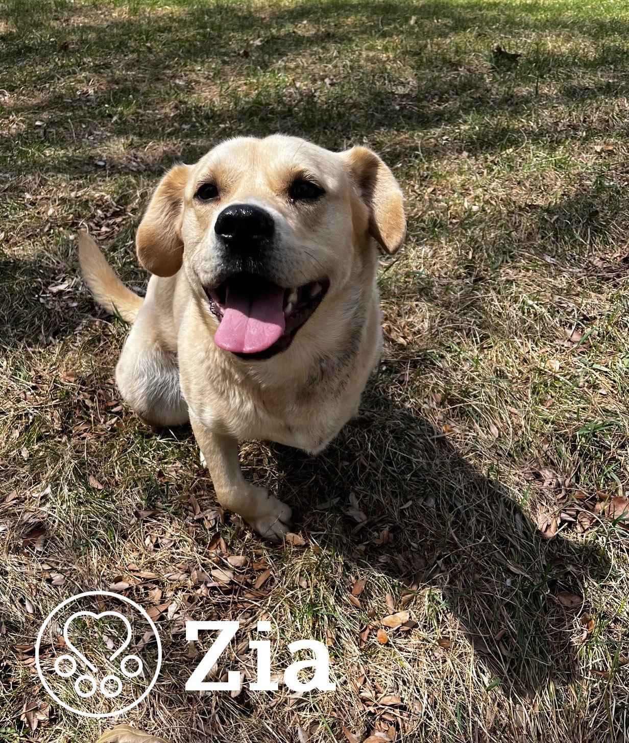 Zia, ADOPTABLE, Adult Female Labrador Retriever & Beagle.