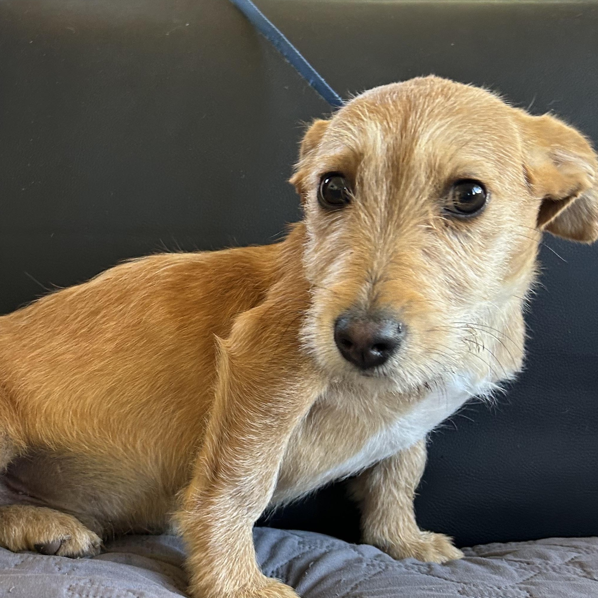 Enlarge Pablo , a ADOPTABLE mixed breed in Ensenada, BCN image 4/4