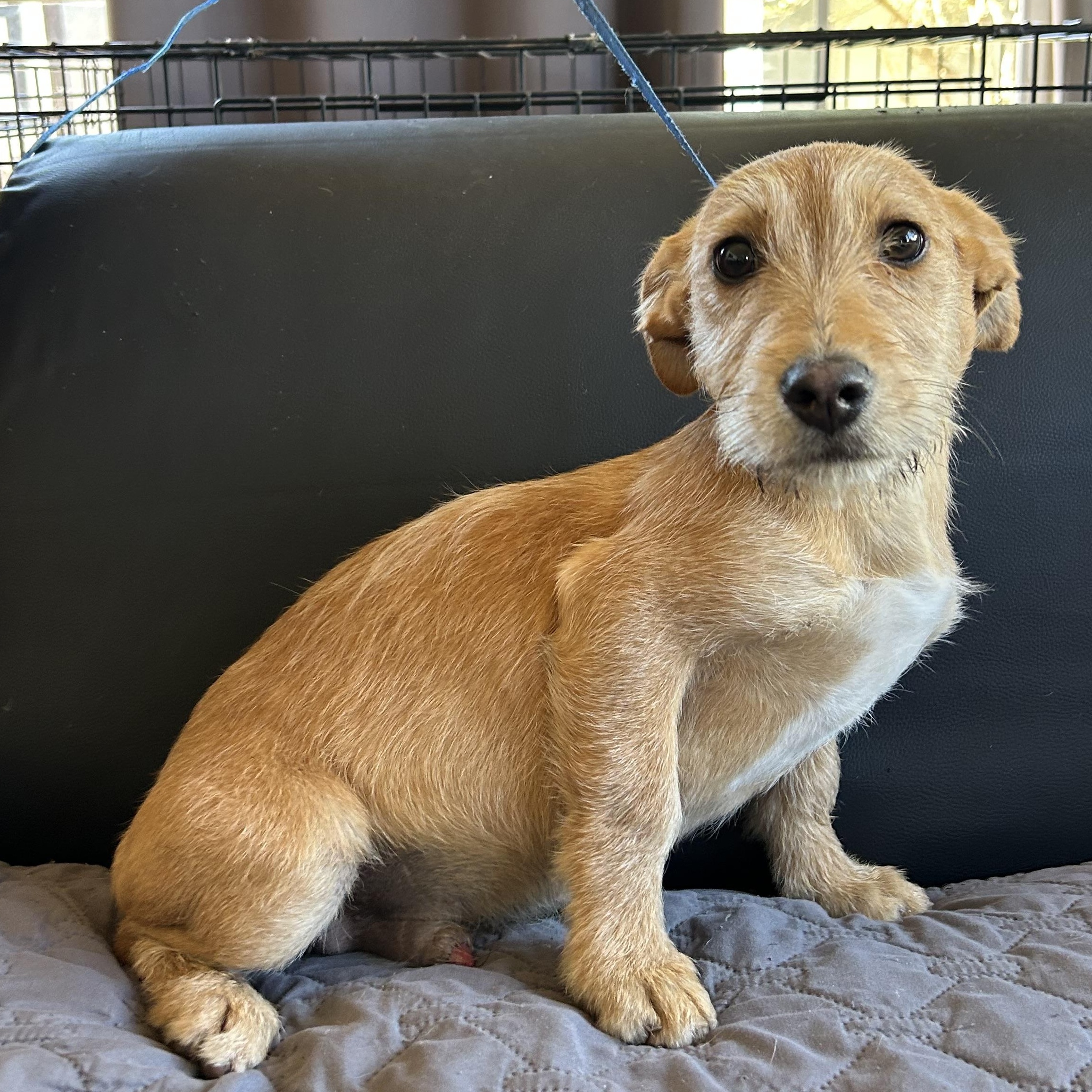 Pablo , ADOPTABLE, Young Male Airedale Terrier & Chiweenie.