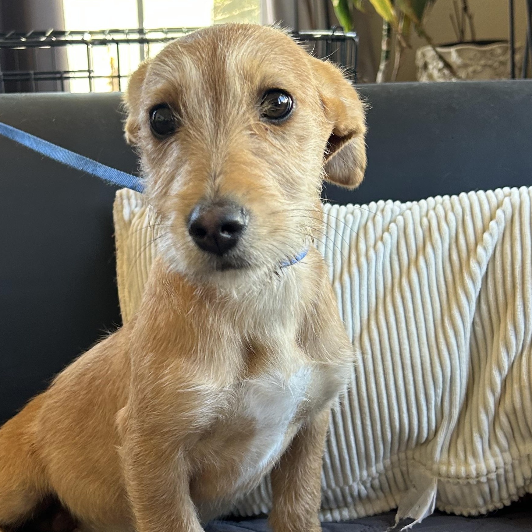 Pablo , ADOPTABLE, Young Male Airedale Terrier & Chiweenie.