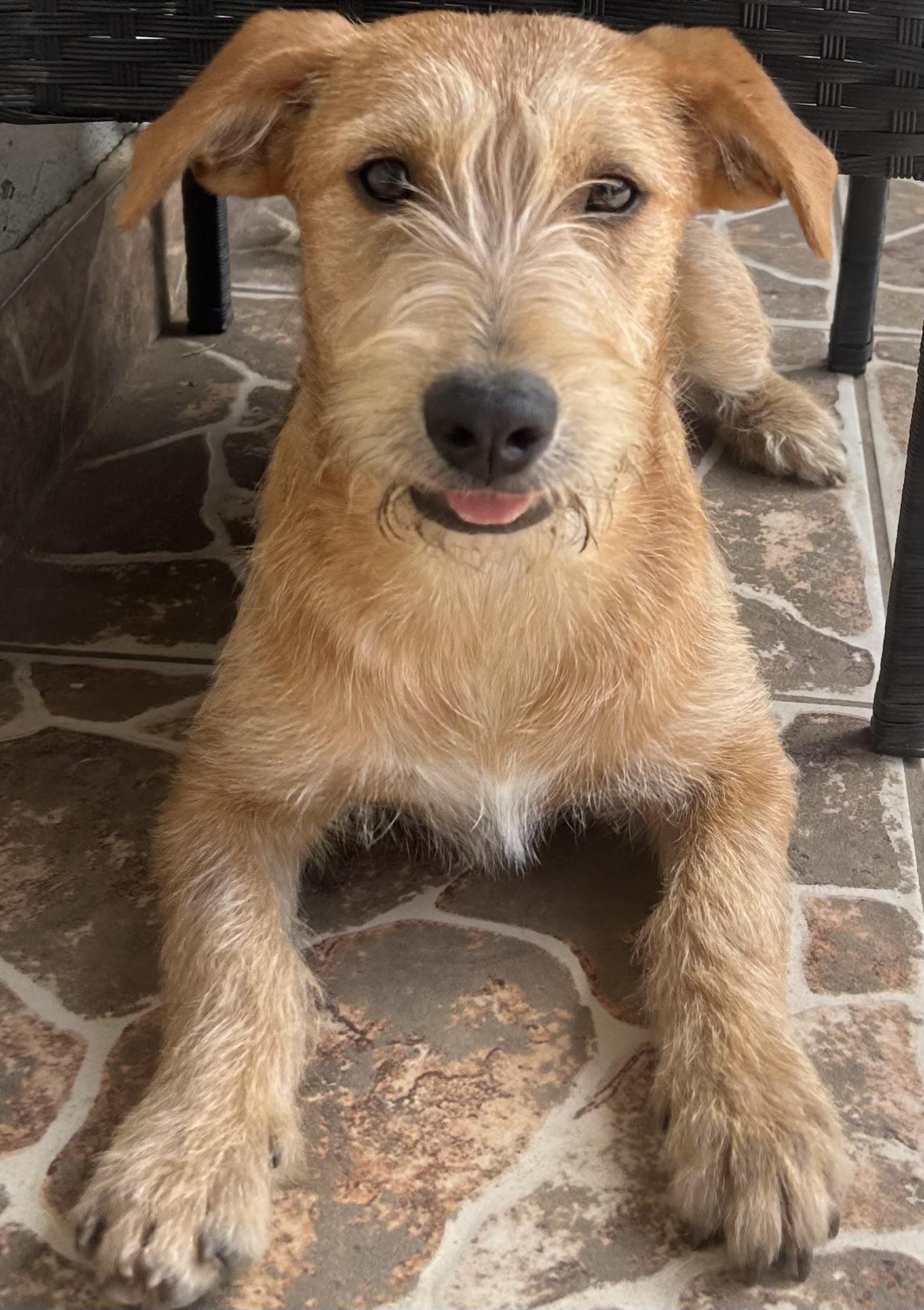 Enlarge Pablo , a ADOPTABLE mixed breed in Ensenada, BCN image 1/5