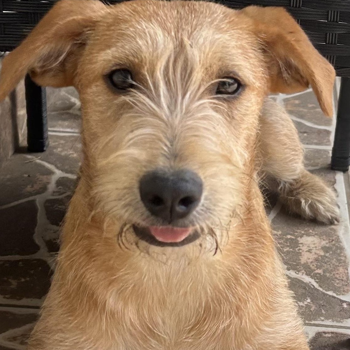 Enlarge Pablo , a ADOPTABLE mixed breed in San Diego, CA image 1/5