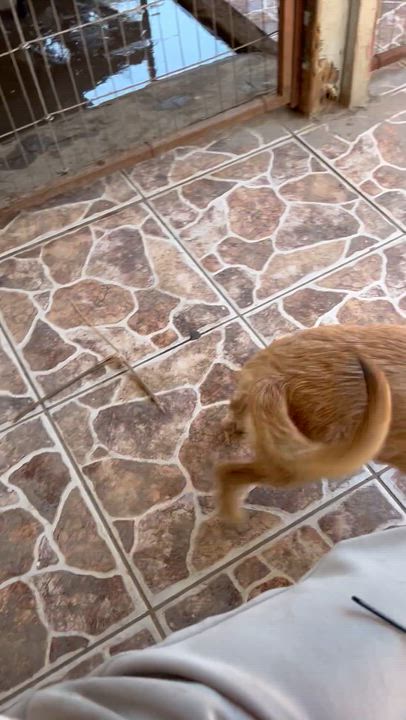 Enlarge Pablo , a ADOPTABLE mixed breed in Ensenada, BCN video 5/5