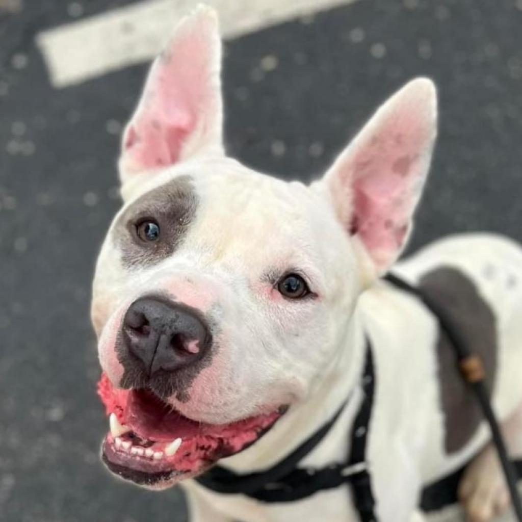 Abel, Adoptable, Adult Male Terrier.