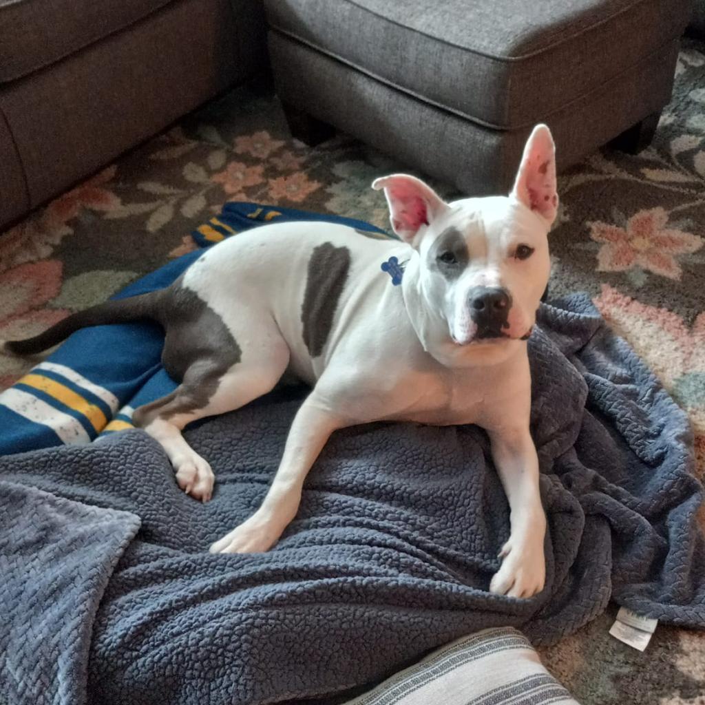 Enlarge Abel, a Adoptable Terrier in St. Louis, MO image 3/6