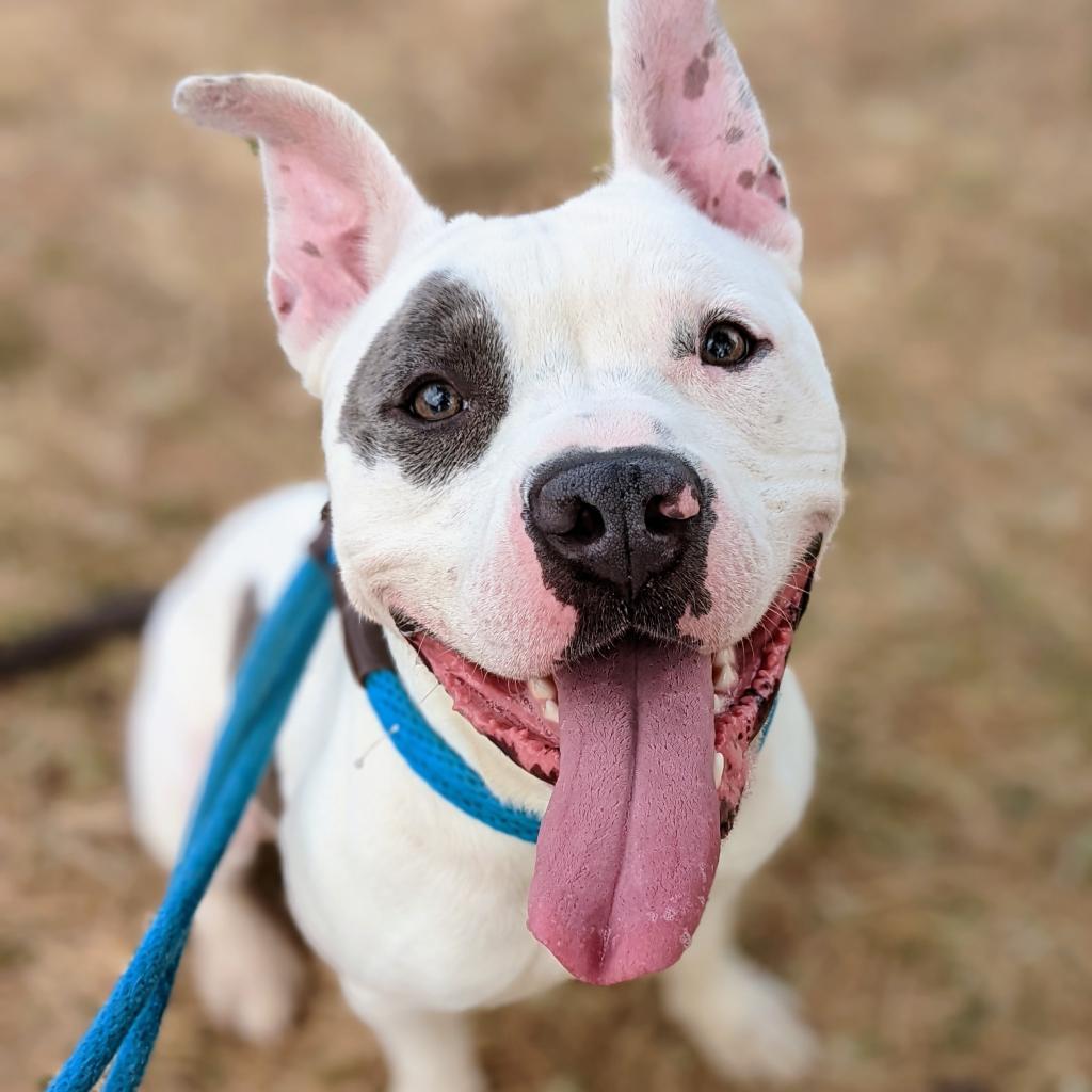 Enlarge Abel, a Adoptable Terrier in St. Louis, MO image 4/6