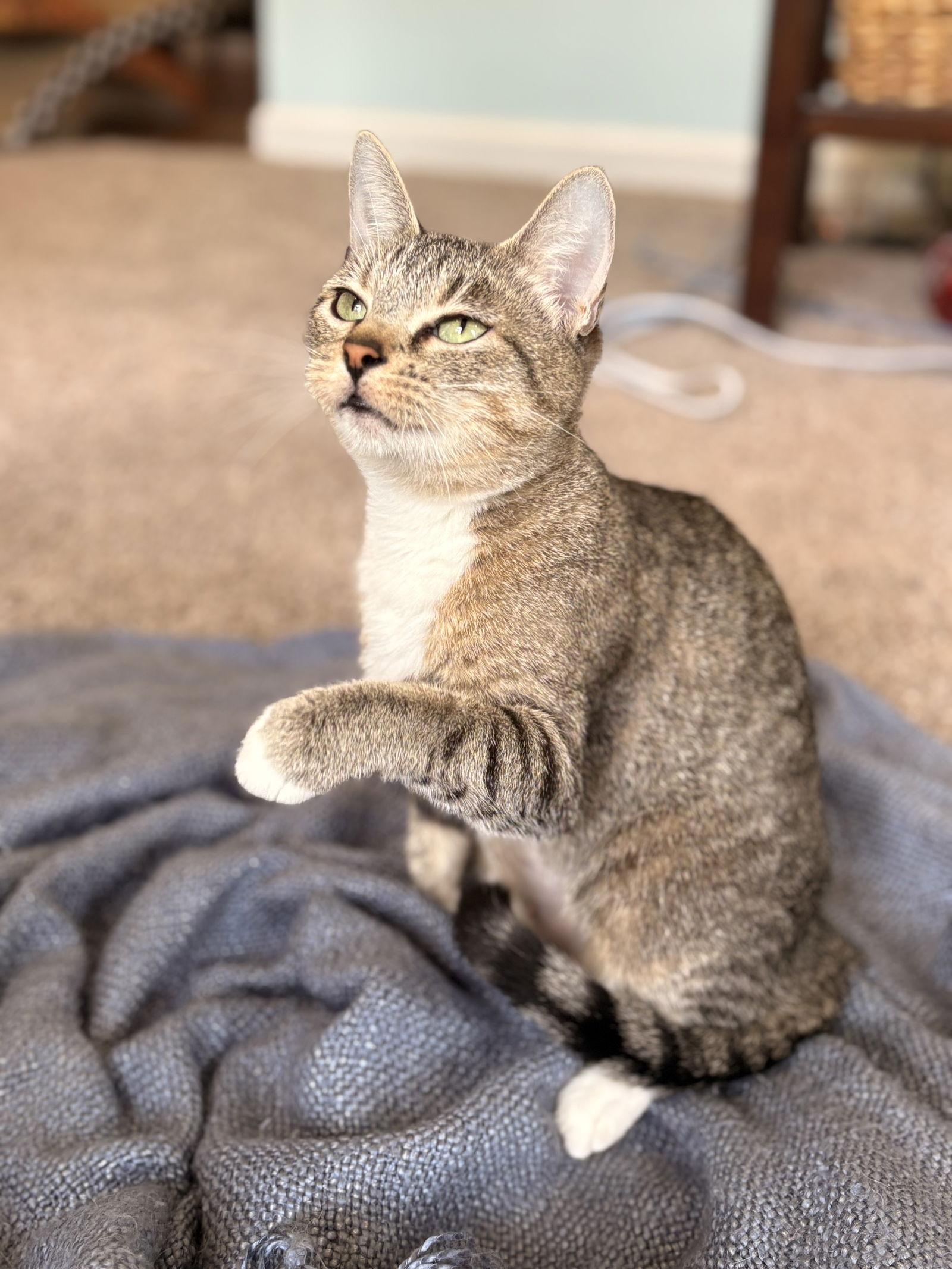 Patty, Adoptable, Adult Female Domestic Short Hair.