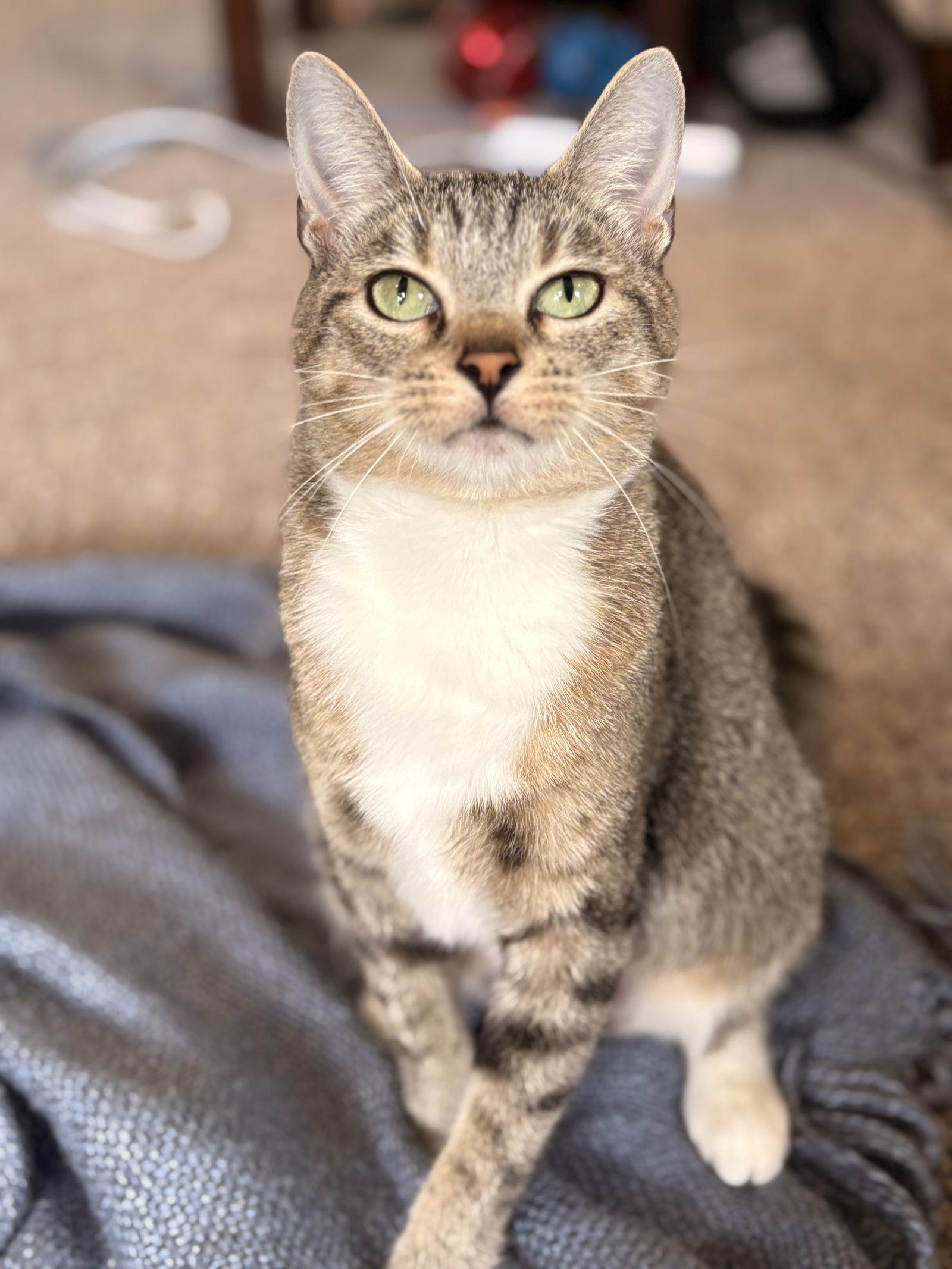 Enlarge Patty, a Adoptable Domestic Short Hair in Lake Saint Louis, MO image 3/3